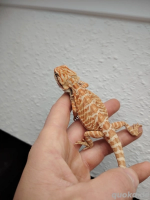 Farbbartagamen Bock 09 25 sucht ein schönes neues Zuhause 