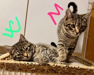 Kätzchen suchen liebevolles neues Zuhause