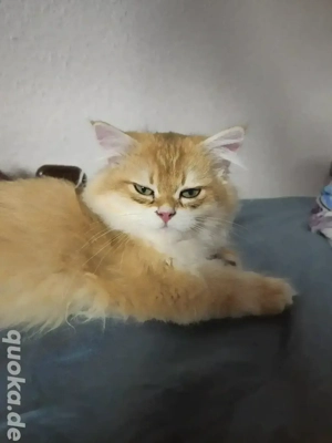 BLH black golden shell