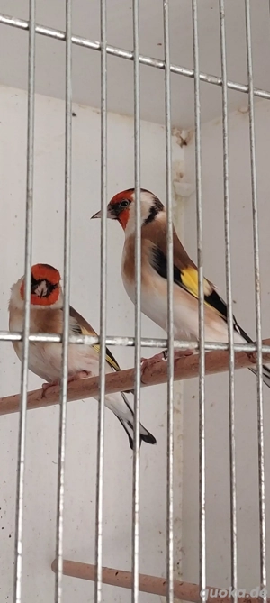 Stieglitze Major Natur