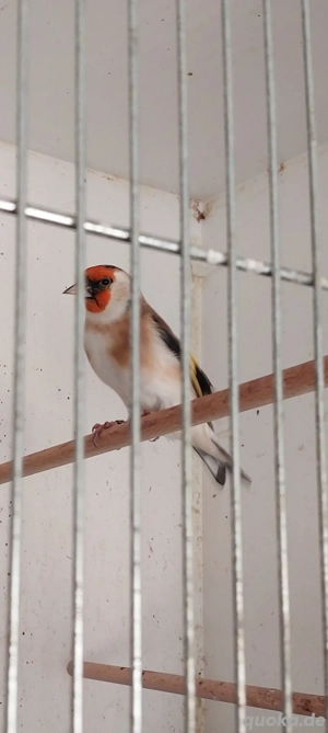 Stieglitz Major Pärchen 