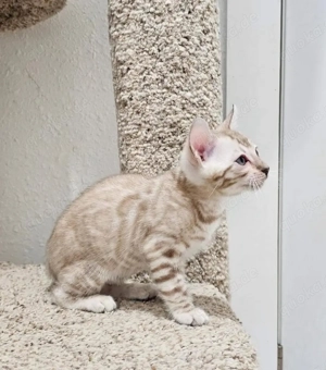 Bengalkätzchen zu Weihnachten verfügbar