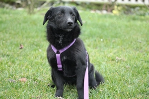 Skalina sucht ein neues Kuschelkörbchen