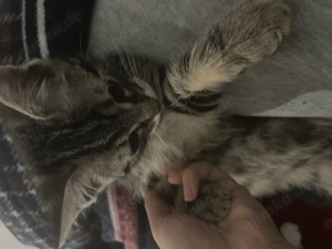 Süße Baby kitten suchen ein neues zuhause 