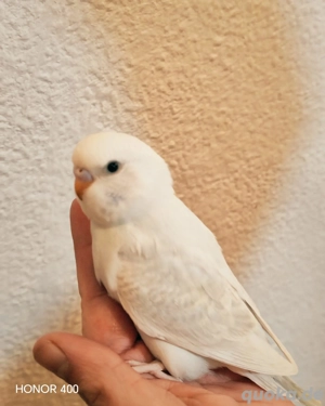 Wunderschöne Handzahme Wellensittich Küken Bild 2