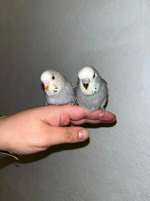 Wunderschöne Handzahme Wellensittich Küken Bild 3