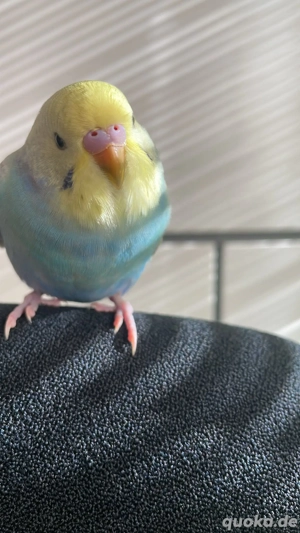 Wunderschöne Handzahme Wellensittich Küken Bild 4