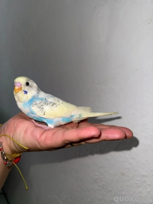 Wunderschöne Handzahme Wellensittich Küken Bild 5