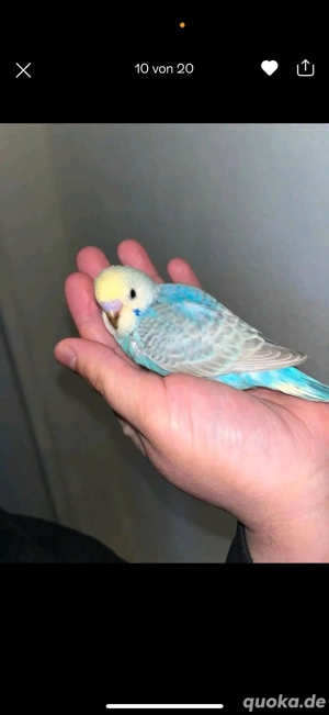 Wunderschöne Handzahme Wellensittich Küken