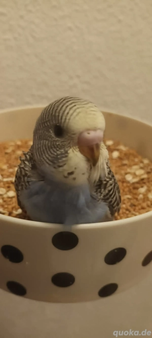 Wunderschöne Handzahme Wellensittich Küken Bild 6