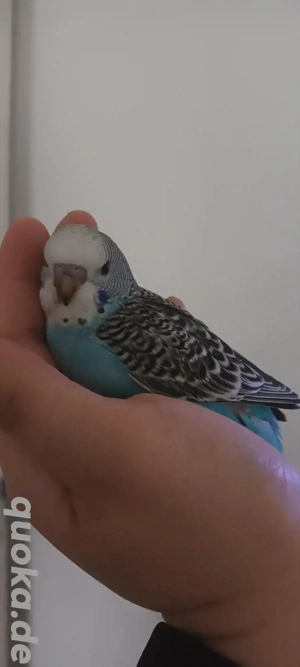 Wunderschöne Handzahme Wellensittich Küken Bild 10