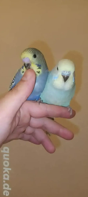 Wunderschöne Handzahme Wellensittich Küken Bild 7