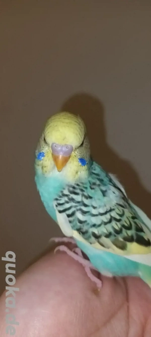 Wunderschöne Handzahme Wellensittich Küken Bild 9