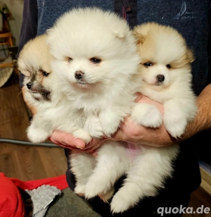 3 Zwergspitzwelpen (Pomeranian) zu verkaufen
