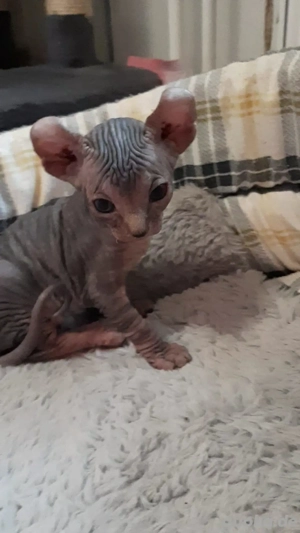 Sphynx katzen baby Bild 4