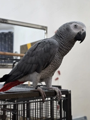 Junger Graupapagei, männlich, mit CITES und DNA