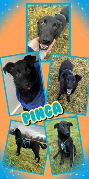 lustige, aufgeweckte, liebe, menschenbezogene Hündin "Pinga" sucht ein schönes Zuhause 