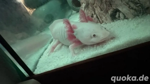 Axolotl Aeißling