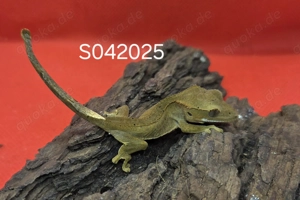 Kronengecko Nachwuchs, Correlophus Ciliatus Bild 3