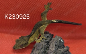 Kronengecko Nachwuchs, Correlophus Ciliatus Bild 4