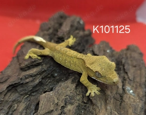 Kronengecko Nachwuchs, Correlophus Ciliatus