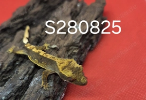 Kronengecko Nachwuchs, Correlophus Ciliatus Bild 2