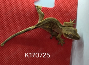 Kronengecko Nachwuchs, Correlophus Ciliatus Bild 5