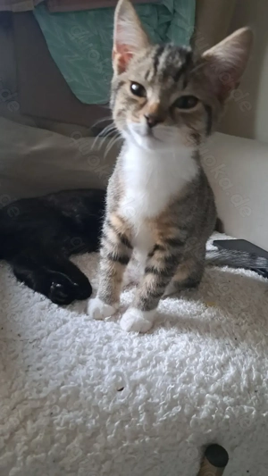 Süsses Britische kurzhaar Mix