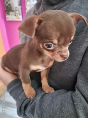   Ein süßer Chihuahua   Rüden 