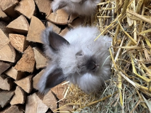 Reinrassige Englisch Angora Hasen - abgabebereit vom 8.10.2025