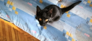 Prinz Oscar sucht sein Königreich Bild 2