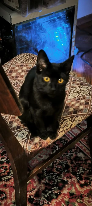 Prinz Oscar sucht sein Königreich Bild 8