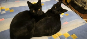 Prinz Oscar sucht sein Königreich