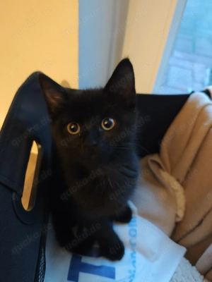 Britische kurzhaar mix 