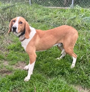 Ein liebevolles Wesen, menschenbezogen und anhänglich - der hübsche Lupo