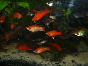 Schwertträger im bunten Farbmix