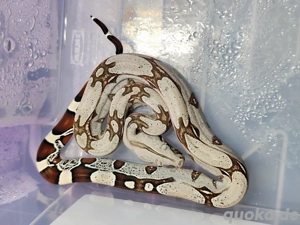 Boa constrictor constrictor Guyana F1 NZ  Bild 4