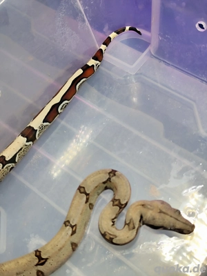 Boa constrictor constrictor Guyana F1 NZ  Bild 2