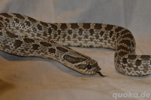 Hakennasennatter, 1,0