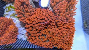 Kupferanemonen - Entacmea quadricolor