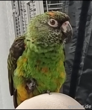 Gebe 2 grüne Kongopapageien ab