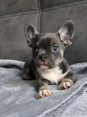 Exklusiv Mini Frenchie Welpe