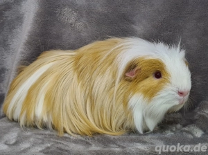 Kastrat in Sonderfarbe 