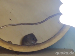 Eurasische Zwergmaus  Bild 2
