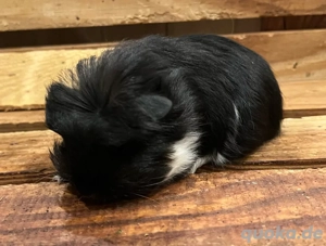 Meerschweinchen Buben suchen neues Zuhause 