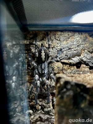 poecilotheria Sammlung Vogelspinnen 