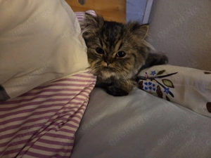 Reserviert - Suche besten Platz für jungen Perserkater (mit Nase)  Bild 2