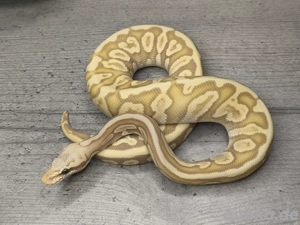 0.1 Leopard Banana Mojave Spotnose poss GHI Ghost 