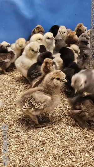 Seidenhühner Seidenhuhn Küken 