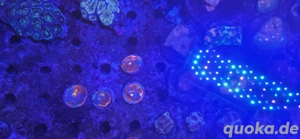 Korallen LPS chalice bugatti